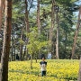 [서산가볼만한곳] 봄나들이하기 좋은 '서산유기방가옥', '해미읍성'