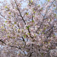 만석공원 벚꽃 산책코스 경기도 수원 명소