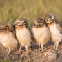 ‘세계 형제자매의 날’-미국, 와이오밍 주, 굴 파는 올빼미들(‘World Siblings Day’-Burrowing owls, Wyoming, USA)