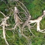 천생삼 산삼 피로회복 위해 하루 한 뿌리! 산양산삼 먹는법