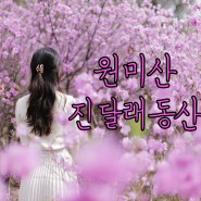 서울근교 봄꽃 출사지 : 원미산 진달래축제 진달래동산 만개
