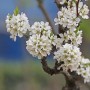 봄에 흰색 꽃이 모여 피는 자두나무