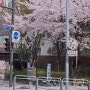 아직 안유명한 서울 이색 벚꽃명소, 벚꽃 기차 신호등 횡단보도! 이게 국내라고?