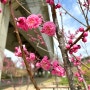 4월 | 벚꽃 구경