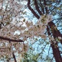 시간이 너무 빠른 4월, 봄꽃