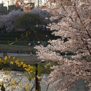 서울 양재천 벚꽃축제 이번 주까지는 괜찮아요!