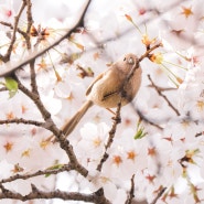 24년 4월 - 꽃구경, 새