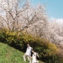 서울숲 바람의 언덕 벚꽃 피크닉 야외커플스냅