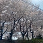 서울 안양천 벚꽃 나들이 구경 명소 추천