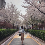 포토존이 넘치는 성북천 벚꽃길 나들이