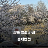2024 강릉 벚꽃축제 남산공원 앞 카페 홍제맨션 다녀온 후기