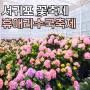 서귀포 꽃축제 휴애리 수국축제 제주여행 추천