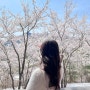화담숲 벚꽃 4월 9일 실시간 벚꽃개화 상태 봄 수선화 축제 후기 (주차, 벚꽃 눈치게임 성공)