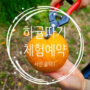 4월 제주 귤따기 체험 하귤따기 넓은 정원에서 봄꽃 구경은 덤, 그린팜파스펜션