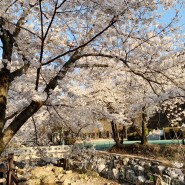 소요산 벚꽃길 만개 상황 :: 경기 북부 벚꽃놀이 가기 좋은곳