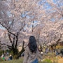 평택 벚꽃 명소 평택대 벚꽃축제 주차장 정보