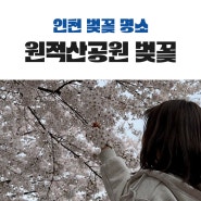 원적산공원 벚꽃 나들이 4월 인천 가볼만한곳 명소