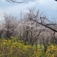 봄인가봐요.. 벚꽃이 이쁘게 피더니 꽃잎이 흩날리네요