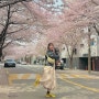 서울 합정 벚꽃길 4월 실시간 현황 🌸 망원 데이트코스 희우정로