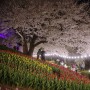 서울 연희동 가볼 만한 곳, 비밀의 정원 안산 벚꽃 동산