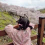 아이랑 갈만한곳 마지막 벚꽃 구경 도당산 벚꽃동산 4월 10일