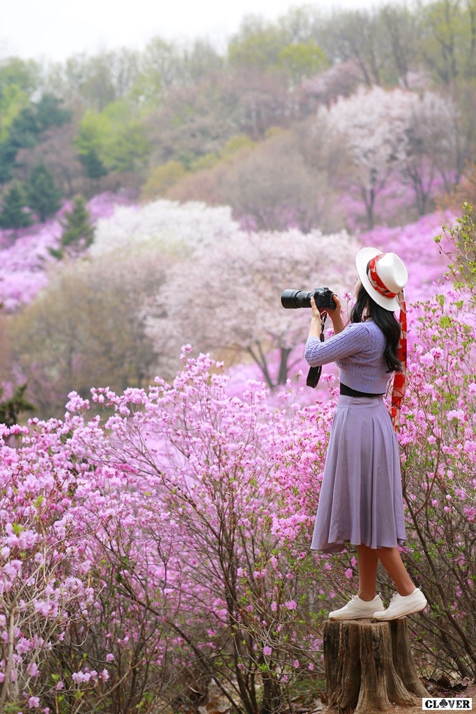 부천 원미산 진달래 꽃동산