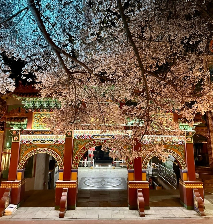 인천 자유공원 벚꽃 야경 명소 실시간 후기