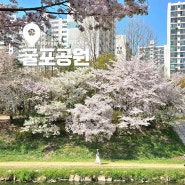 4월 인천 가볼만한곳 봄나들이 명소 굴포천 벚꽃 구경하며 산책