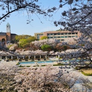 용인 경희대 국제캠퍼스, 벚꽃 명소 구경
