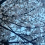 [제천벚꽃] 4월 8일 저녁 세명대 벚꽃 현황 ( 19:00 )