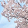 이번 주 막차 탄 벚꽃 여행, 대전 카이스트 명소/주차/성심당DCC점