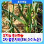 유기농 홍산마늘 동력분무기로 2차 엽면시비(EM,아미노산,칼슘,휴믹산)하는 날