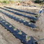 고추 농사 모종 심는시기 - 비료 주기, 물주기, 진딧물 농약, 고추대 지지대 세우기