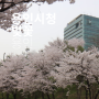 용인 시청 앞 벚꽃 구경 명소