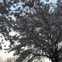 [영월, 제천 벚꽃축제] 청풍호 벚꽃, 지역경제, 벚꽃명소