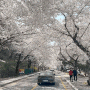 주말 대전 현충원 나들이 매화 벚꽃 구경
