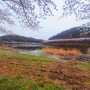 서산시 고남저수지 제5회 아남마을 벚꽃축제 기간 『 2024. 4.12.(금)~14.(일) 』