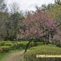 남산 야외 식물원 : 공영 주차장 갔다가 벚꽃놀이 남산 산책 즐겨!
