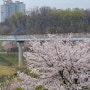 파주 벚꽃 명소 운정호수공원 산책로 주차장 음악분수 정보