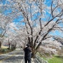 한수원 벚꽃길! 그리고 춘천 3대 벚꽃명소 일정 팁