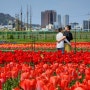 4월 봄꽃, 전남 목포 삼학도공원 튤립 명소로 사랑받는 이유!(ft.만개)
