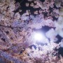 밤빛 깊은 순간에 벚꽃나무 아래서...