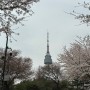 남산둘레길 벚꽃, 남산공원 남산타워 가는 길