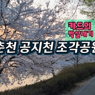 춘천 벚꽃명소 조각공원