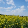 제주 유채꽃 명소 성산일출봉 근처 광치기해변