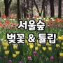 4월 서울숲 벚꽃 & 튤립 개화 나들이 여행 서울갈만한곳 주차장