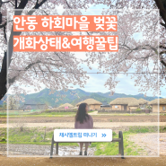 경북 벚꽃 명소 안동 하회마을 실시간 (무료 입장 Tip, 시내버스 시간표)