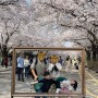 D+2202 & D+1734 렛츠런파크, 성북천에서 벚꽃구경을 한 바밍