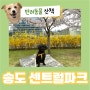 송도 센트럴파크 벚꽃 구경 강아지 산책 주차정보