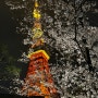 도쿄 벚꽃 명소 도쿄타워 나카메구로 벚꽃 후기 4월 날씨 옷차림 정보